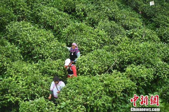 村民在茶园采茶。　李进红 摄