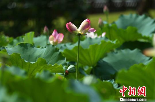 并蒂莲再度花开千年古刹国恩寺 刘烁 摄