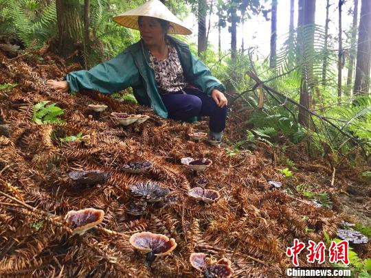 6月20日，农户在广西融水县四荣乡荣地村丛坳龙女沟灵芝扶贫种植示范基地护理林下经济产品。　林馨 摄