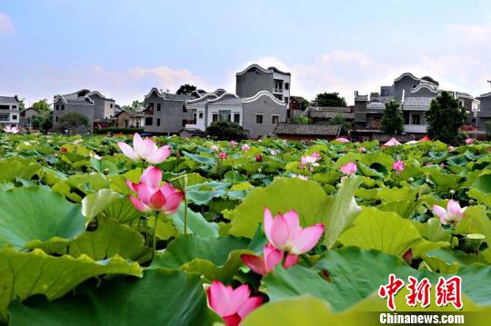 图为贵港市港南区湛江镇平江村罗塘屯的荷花美景。　港南宣 摄