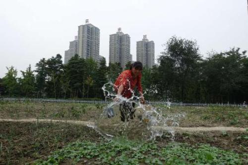 城市荒地变菜地 郫都人种菜种出了景观