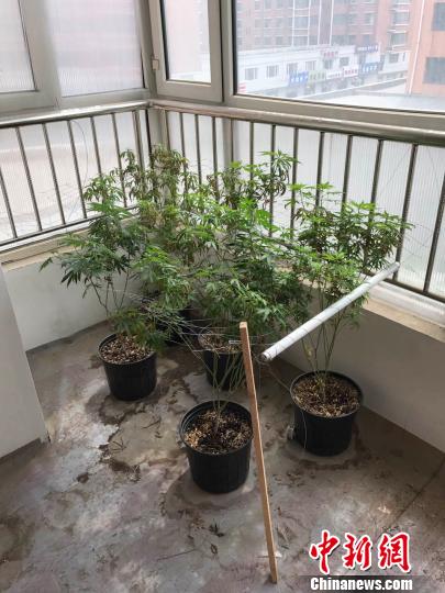 出租屋内种植的大麻。警方供图